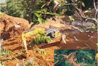 Ekskavator merek SANY terlihat beroperasi di lokasi pertambangan emas tanpa izin (PETI) Kilo 6 Desa Busato, Kecamatan Pinogaluman, Kabupaten Bolaang Mongondow Utara. Alat berat tersebut diduga dikelola oleh J alias Jasman dan tetap berada di lokasi meski aktivitas PETI sebelumnya telah ditertibkan aparat.